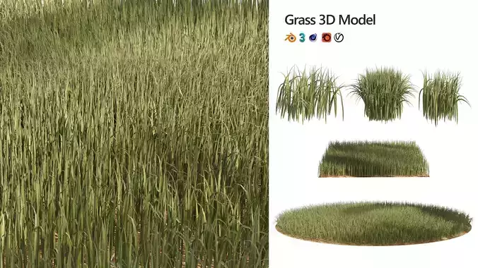 Tall grass Ryegrass 3D model