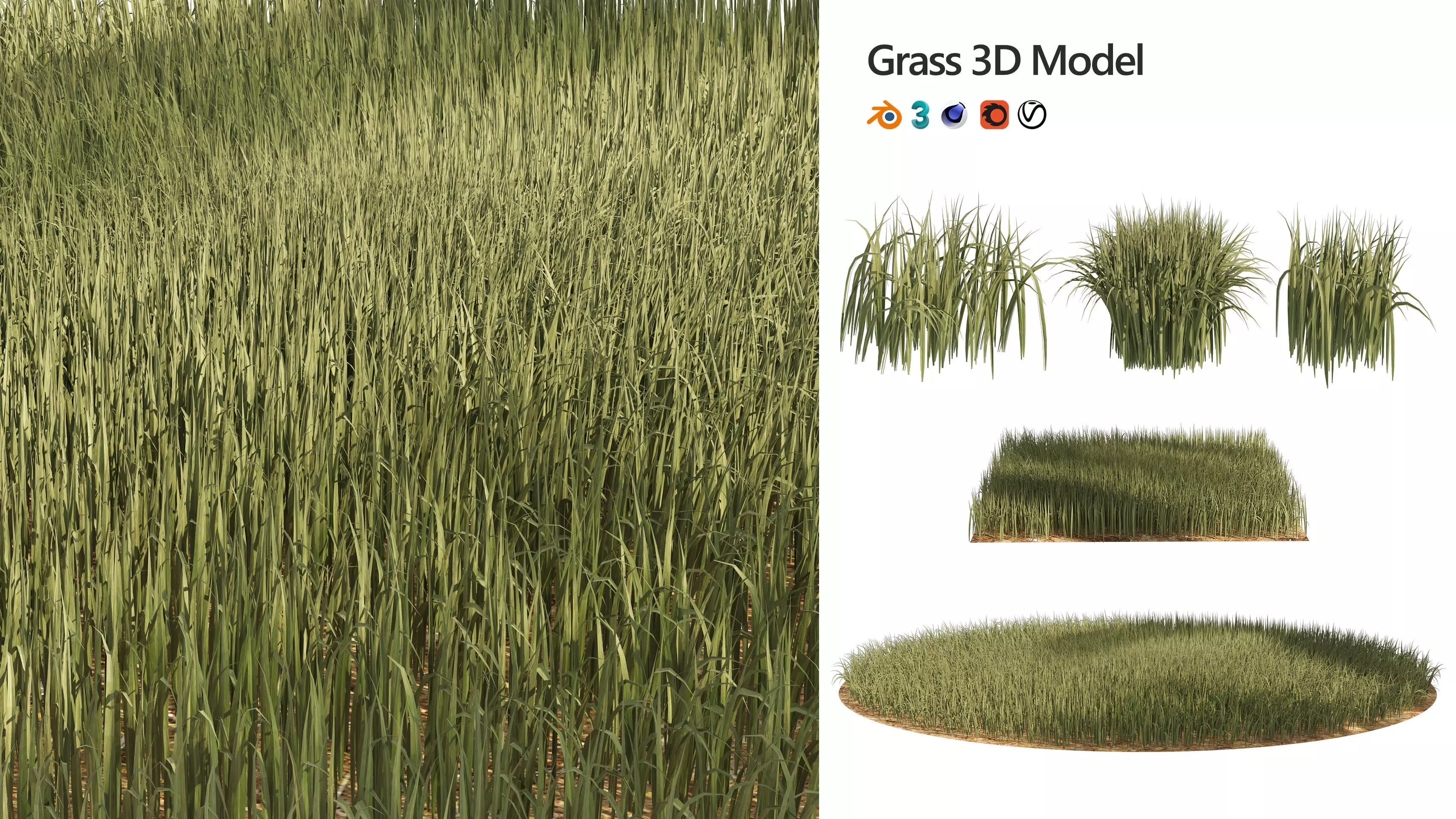 Tall grass Ryegrass 3D model_0