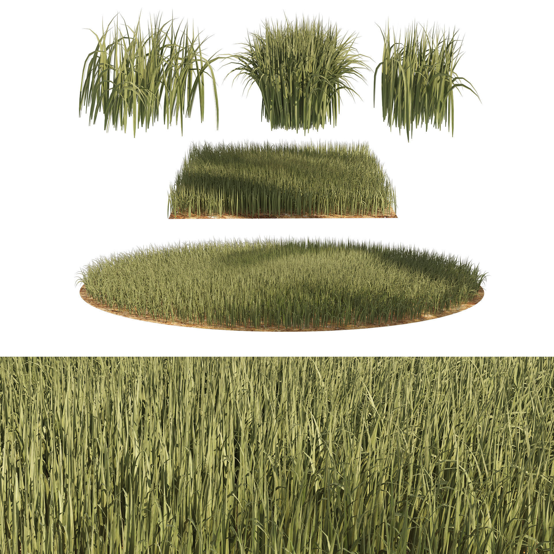 Tall grass Ryegrass 3D model_2