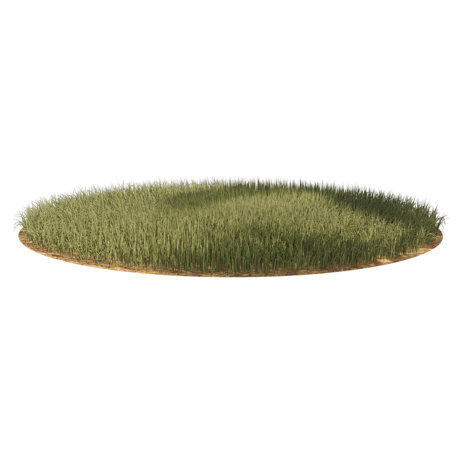 Tall grass Ryegrass 3D model_3