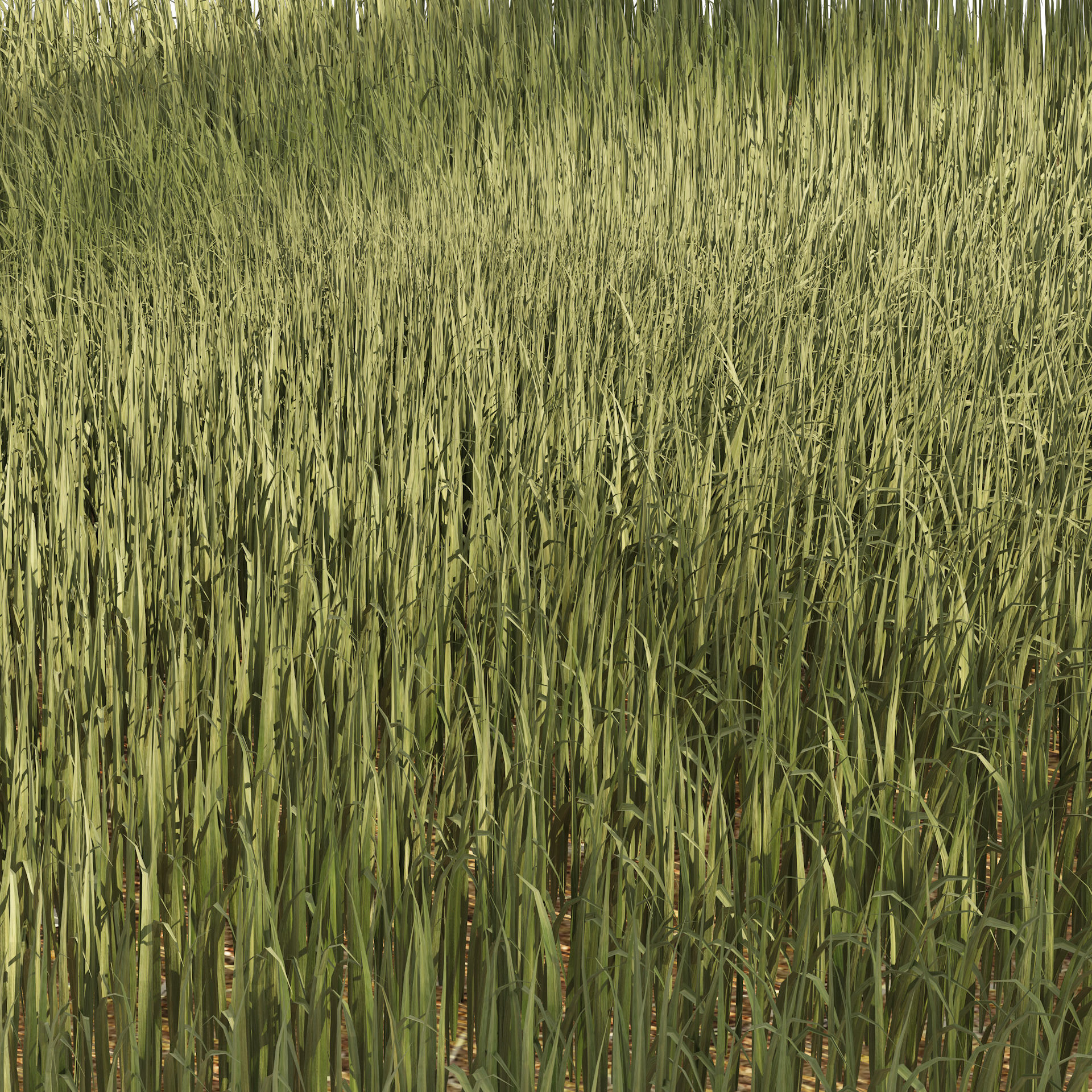Tall grass Ryegrass 3D model_1