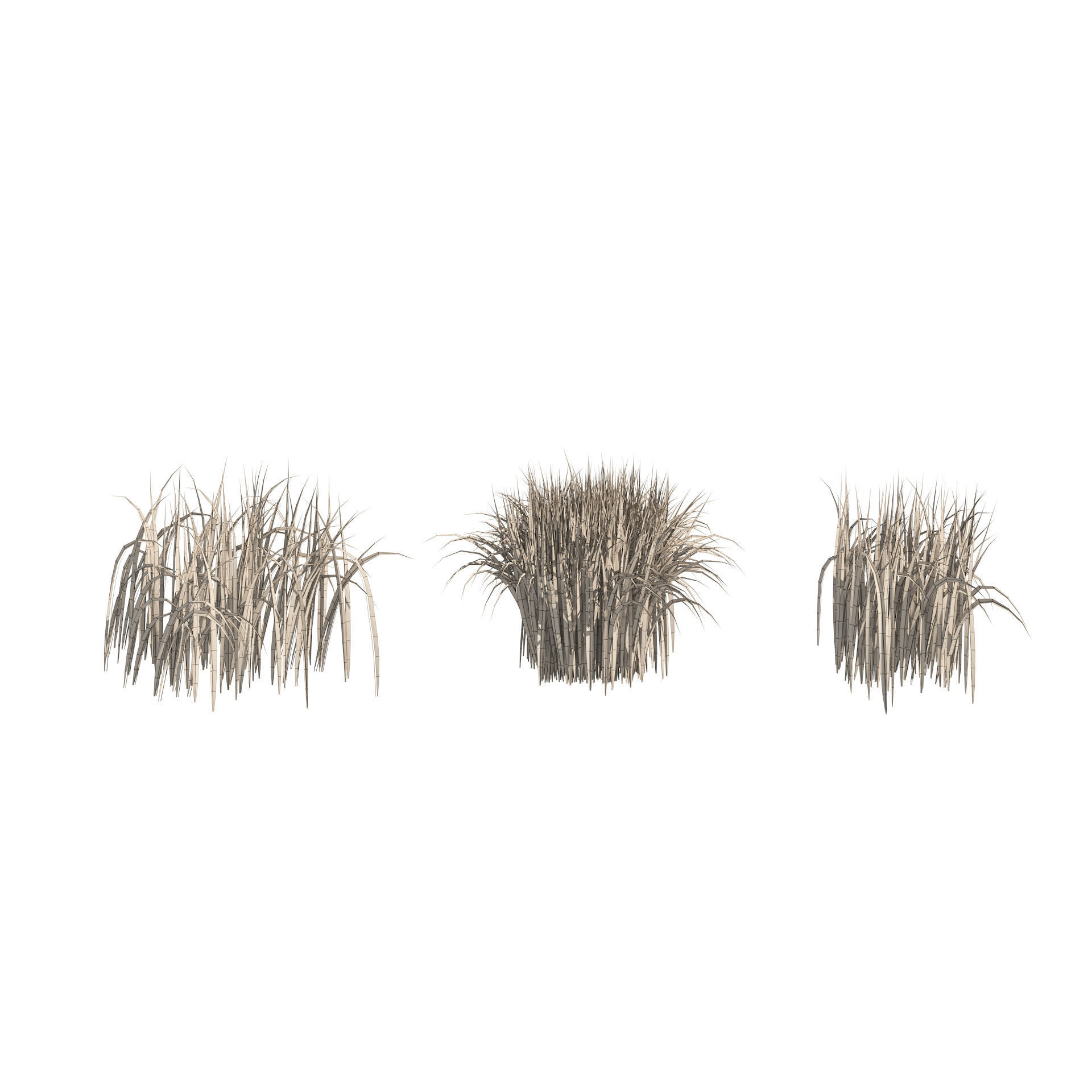 Tall grass Ryegrass 3D model_6