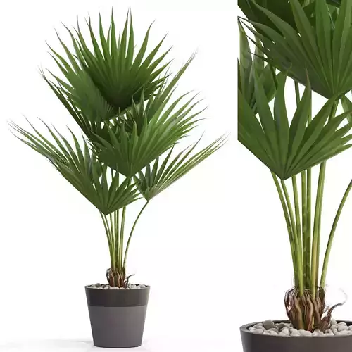 Plants collection 706 3D model
