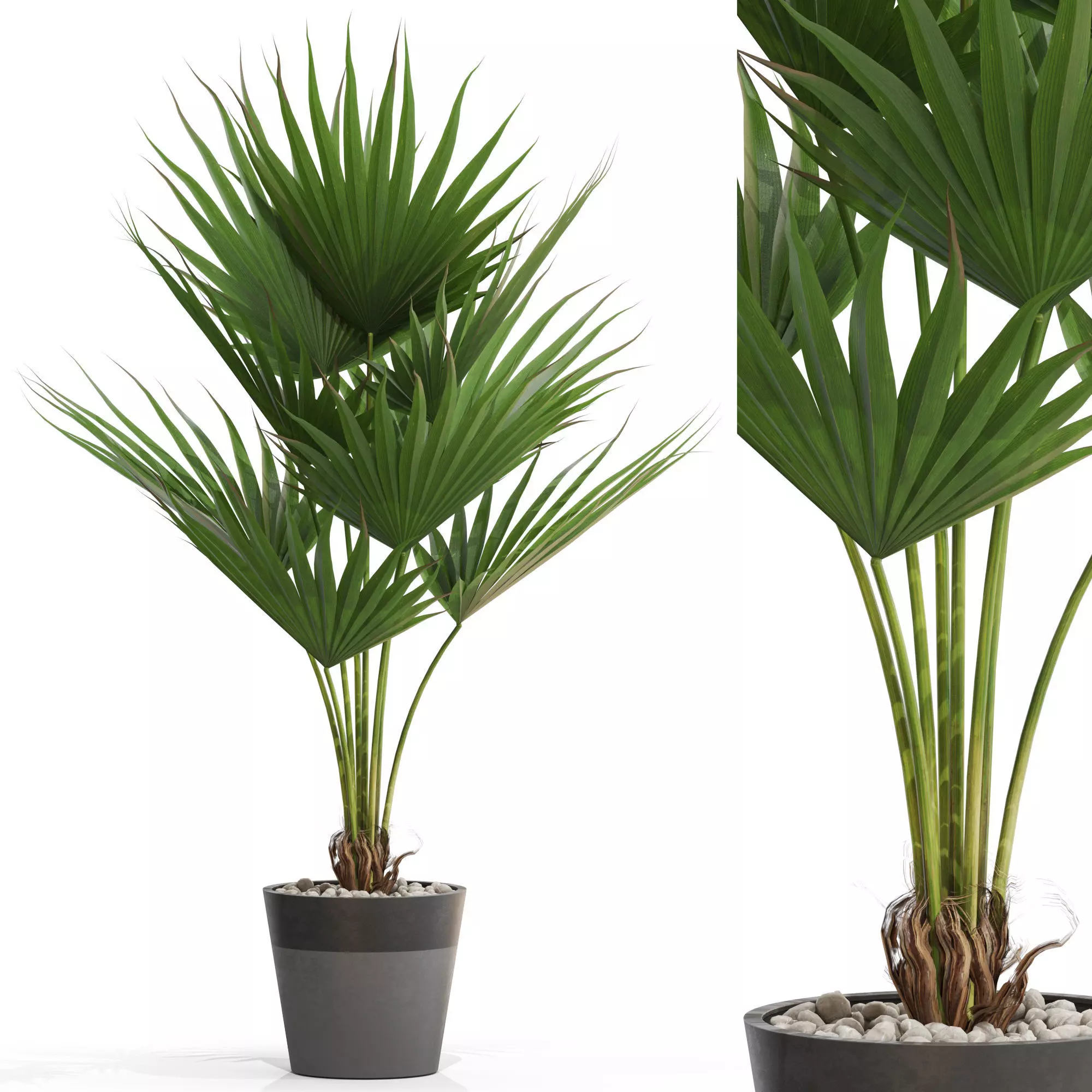 Plants collection 706 3D model_0