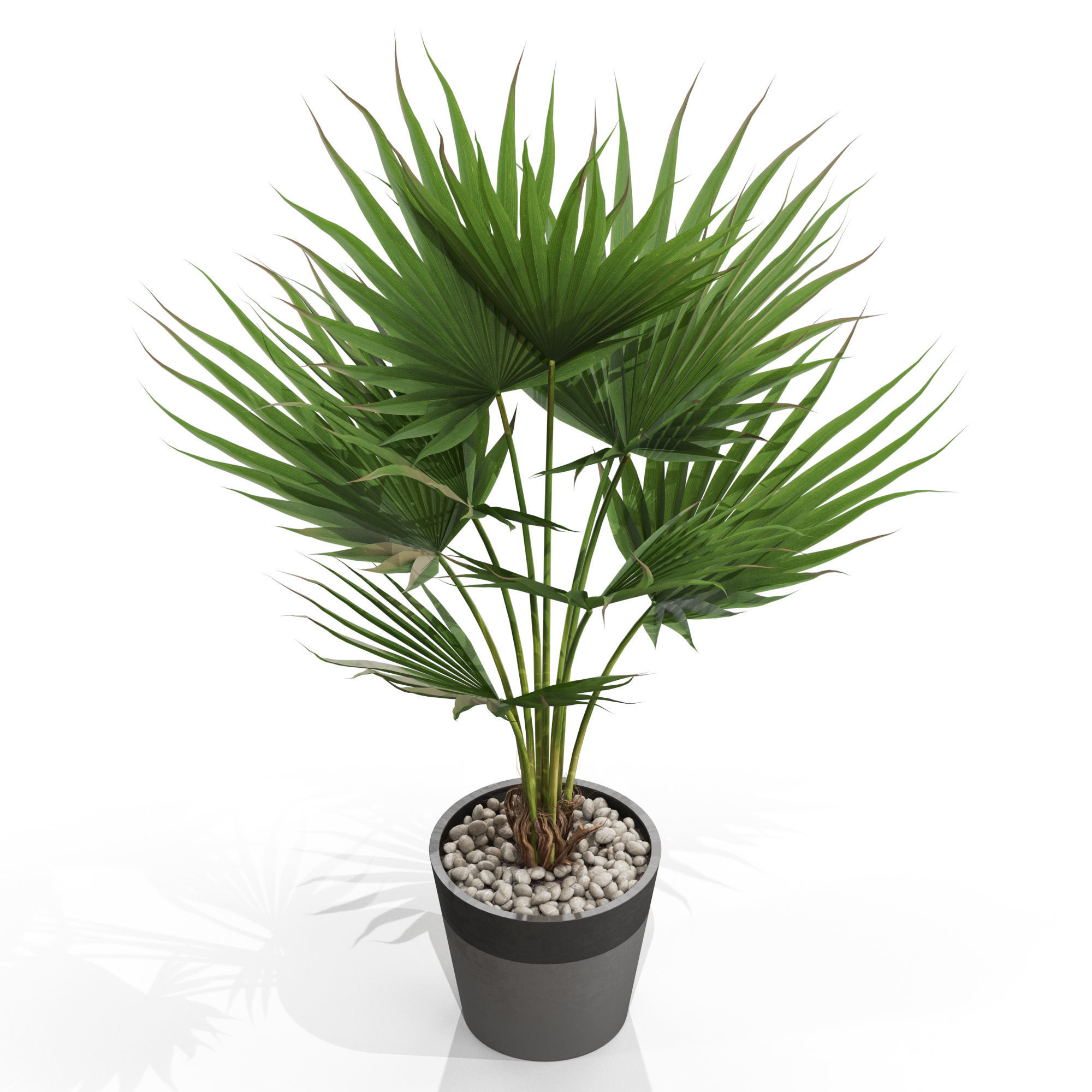 Plants collection 706 3D model_2