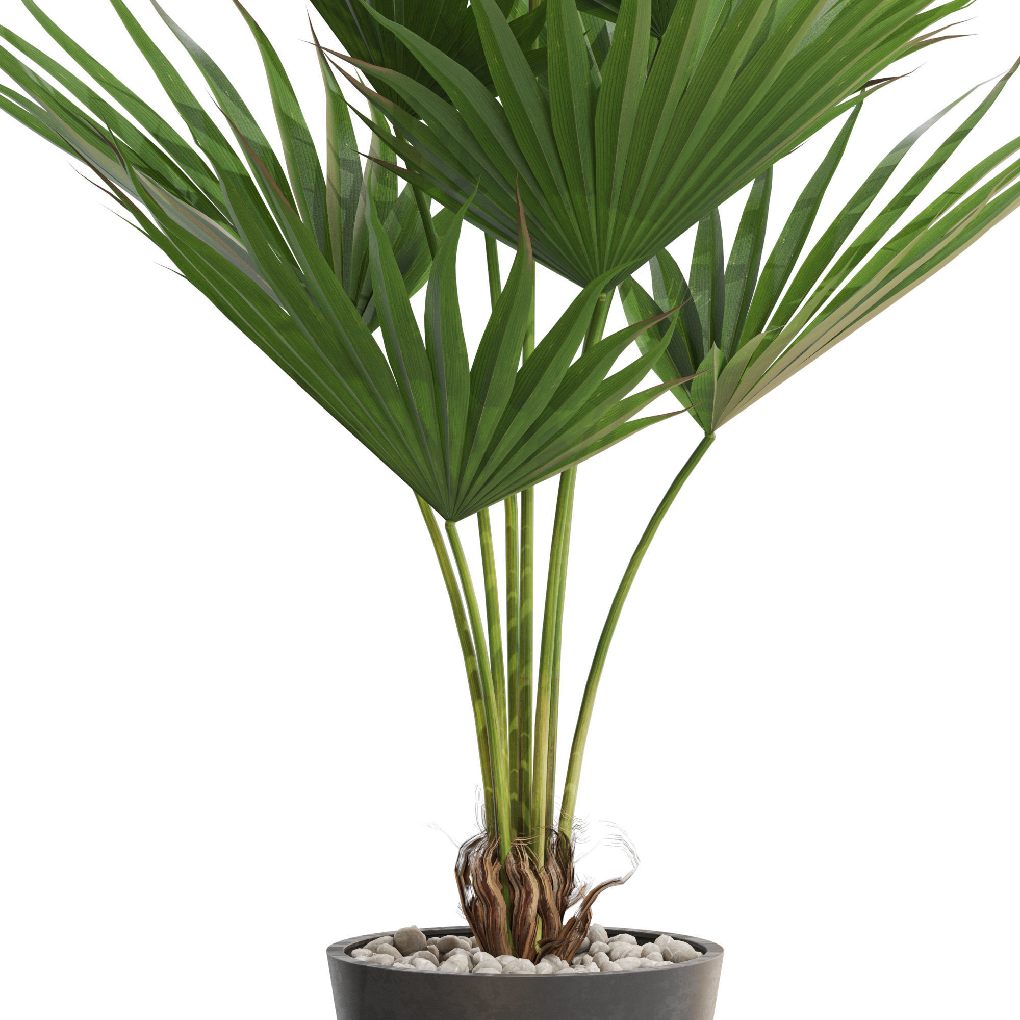 Plants collection 706 3D model_1