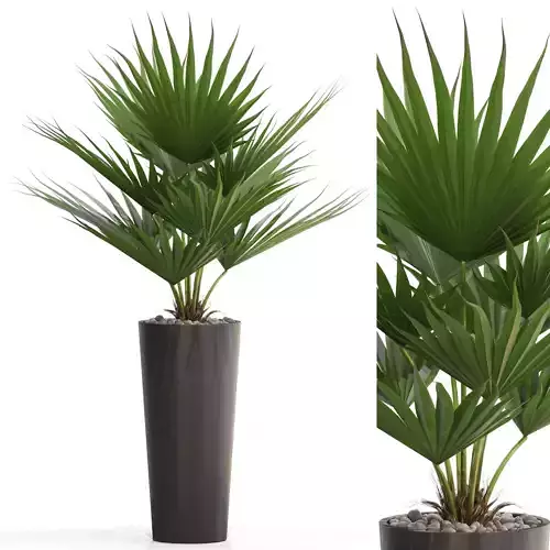 Plants collection 707 3D model