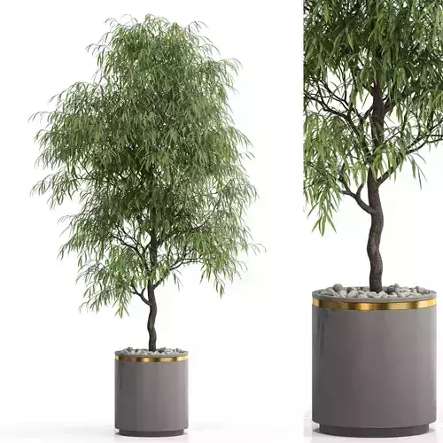 Plants collection 708 3D model