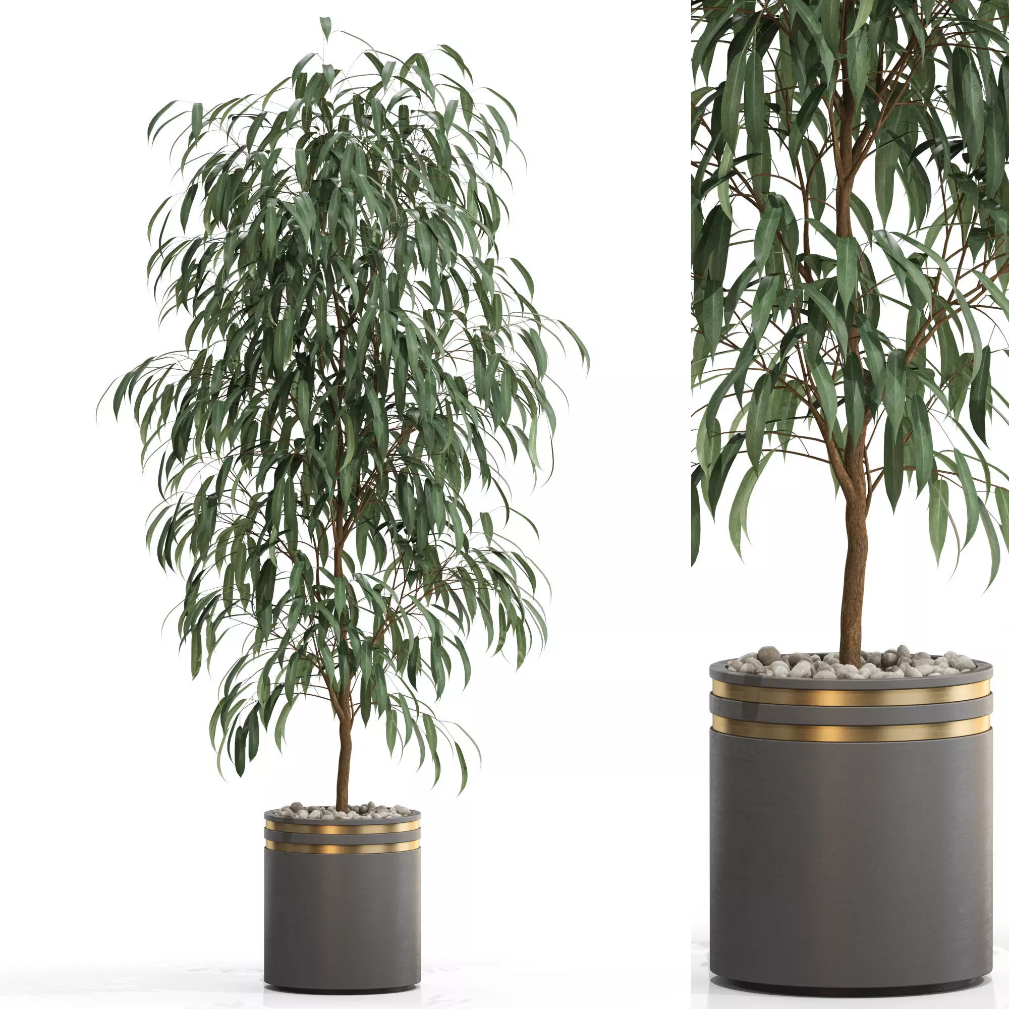 Plants collection 709 3D model_0