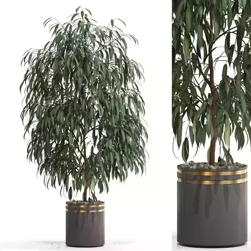 Plants collection 710 3D model