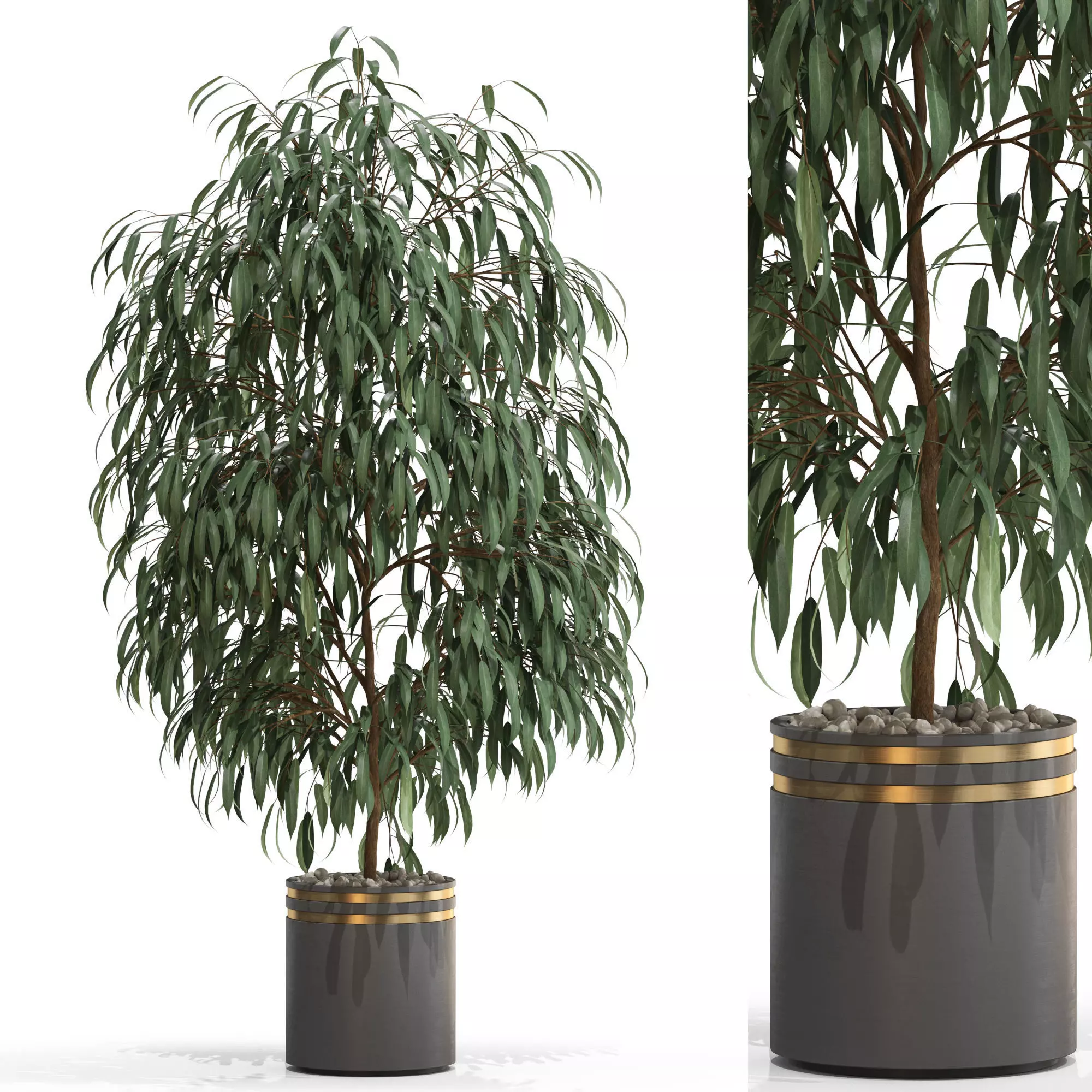 Plants collection 710 3D model_0