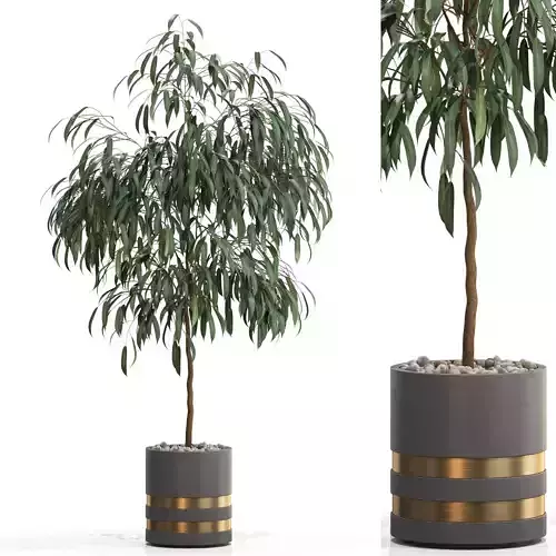 Plants collection 711 3D model