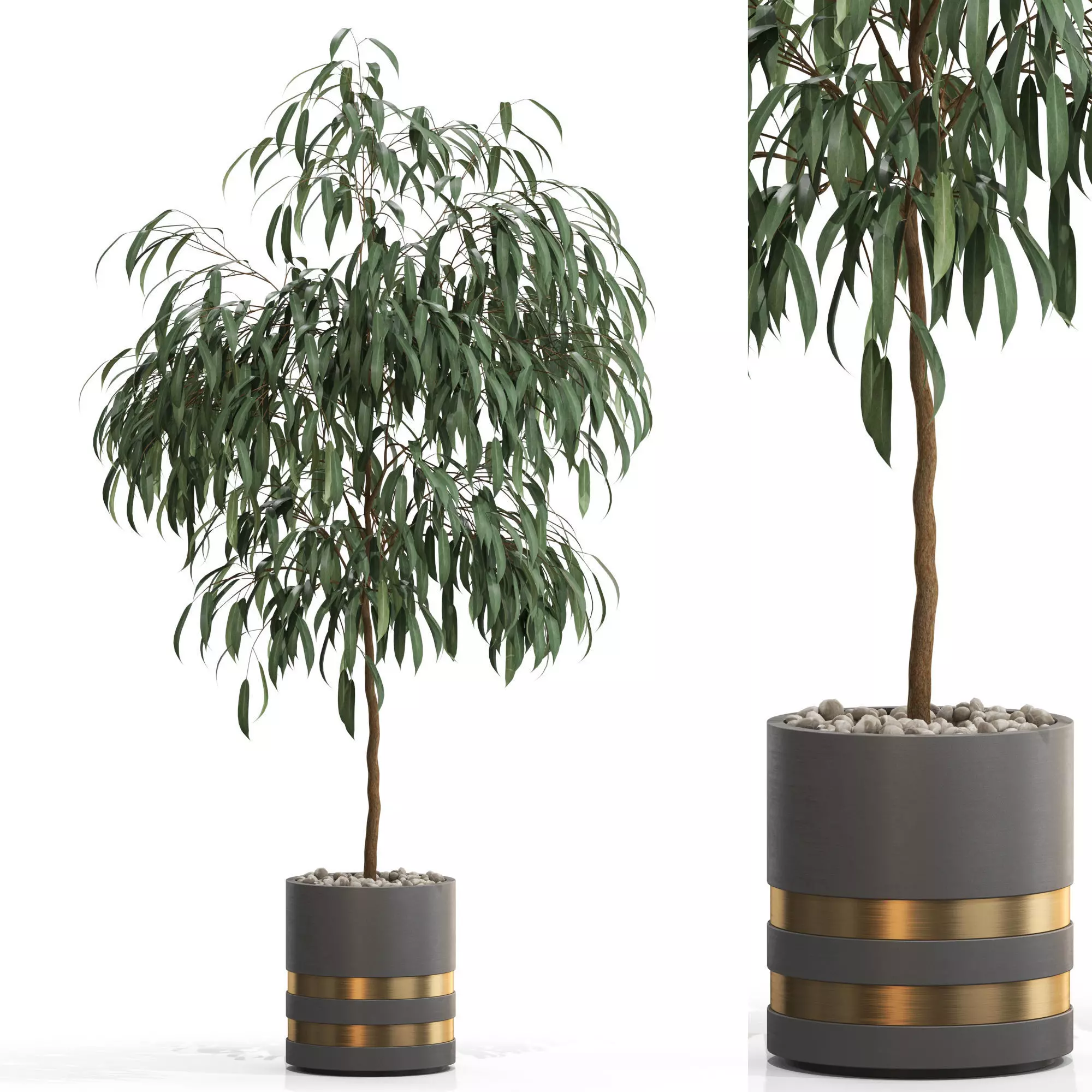 Plants collection 711 3D model_0