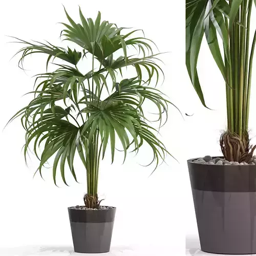 Plants collection 712 3D model