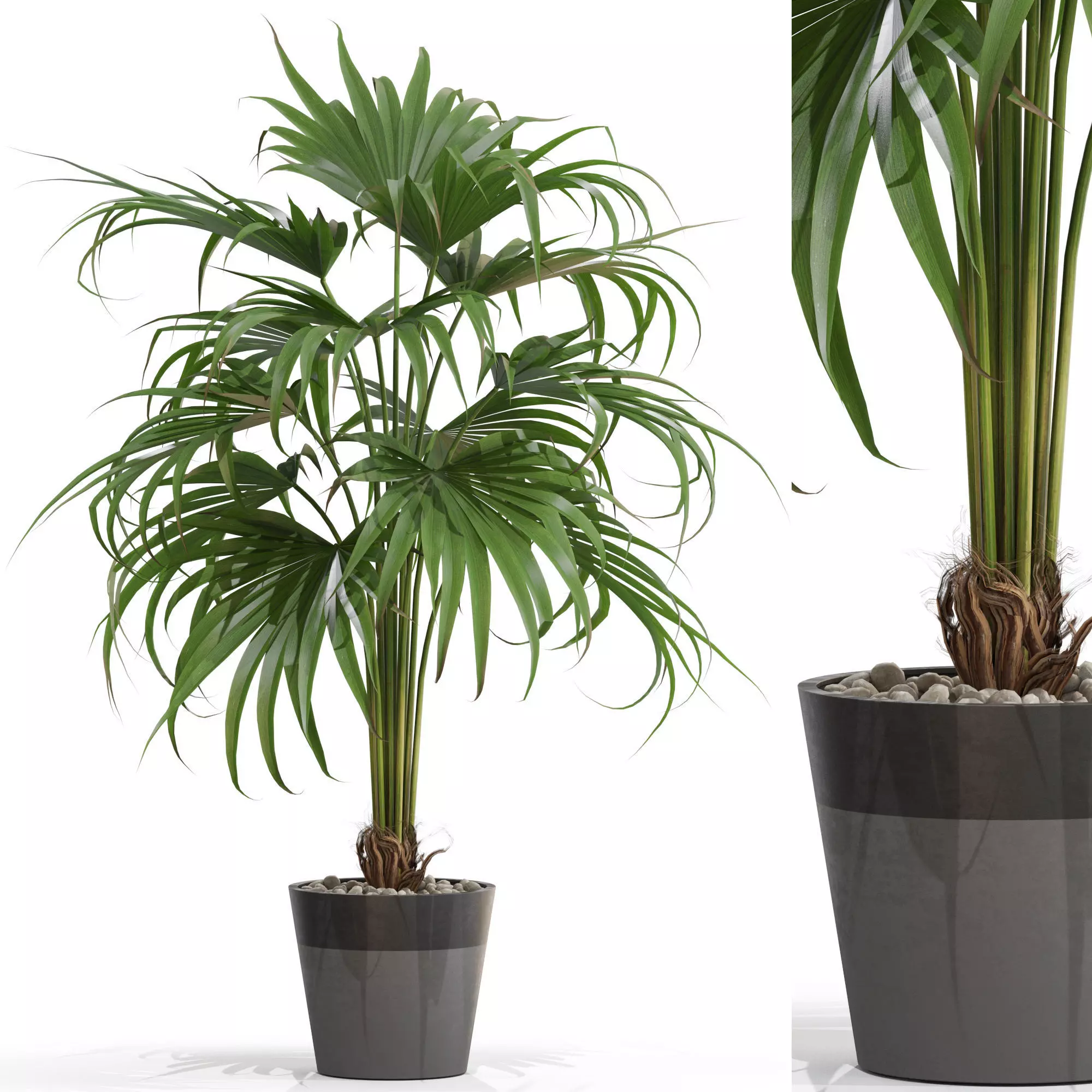 Plants collection 712 3D model_0