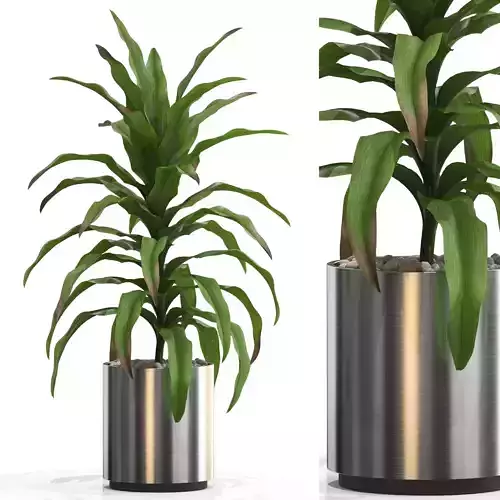 Plants collection 713 3D model