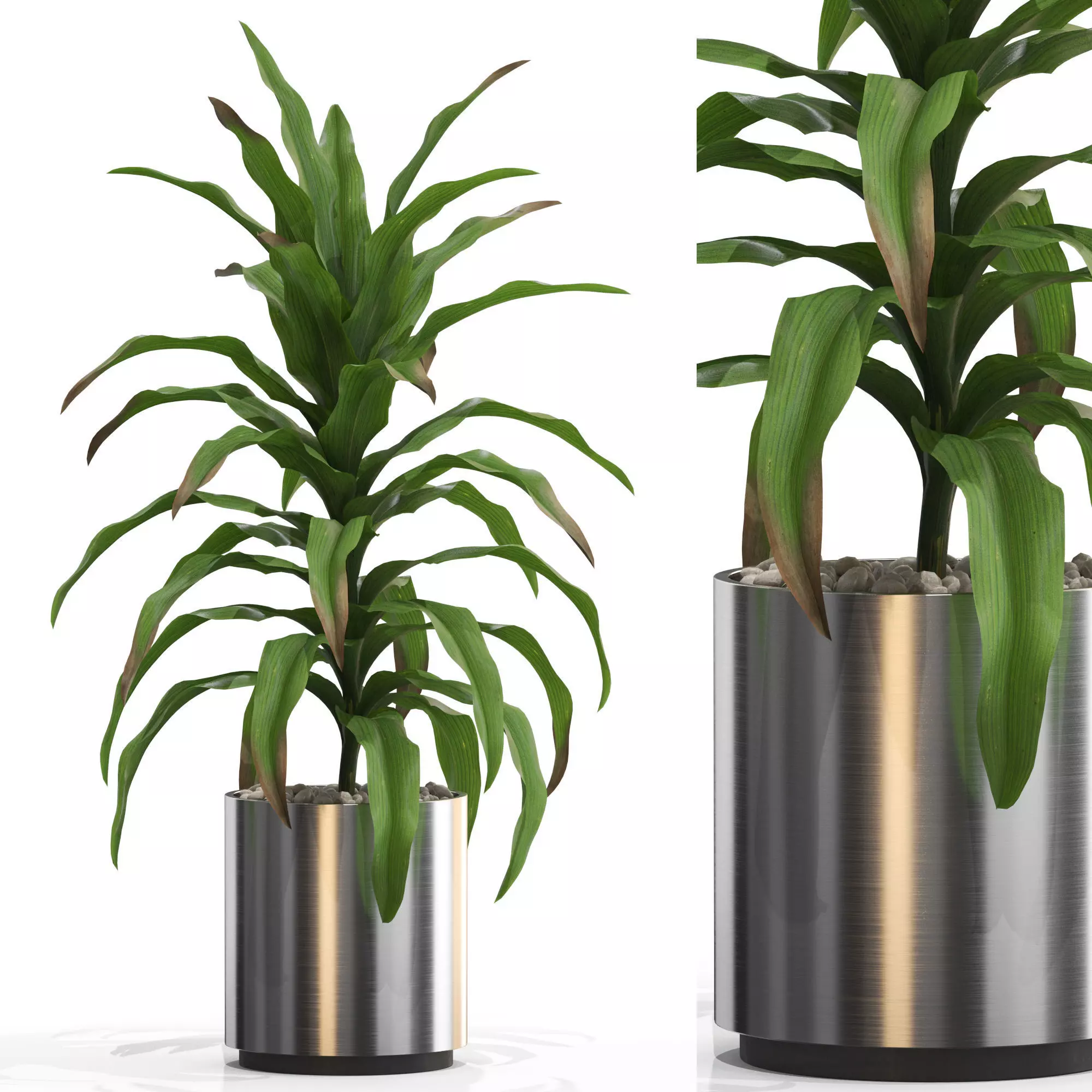 Plants collection 713 3D model_0