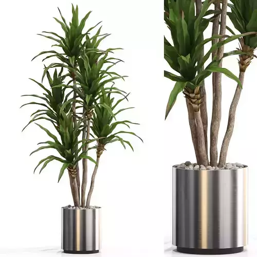 Plants collection 714 3D model