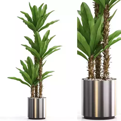 Plants collection 715 3D model