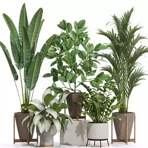 Plants collection 716 3D model