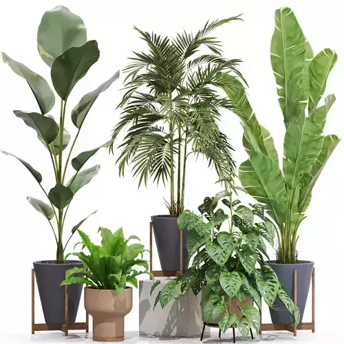Plants collection 717 3D model