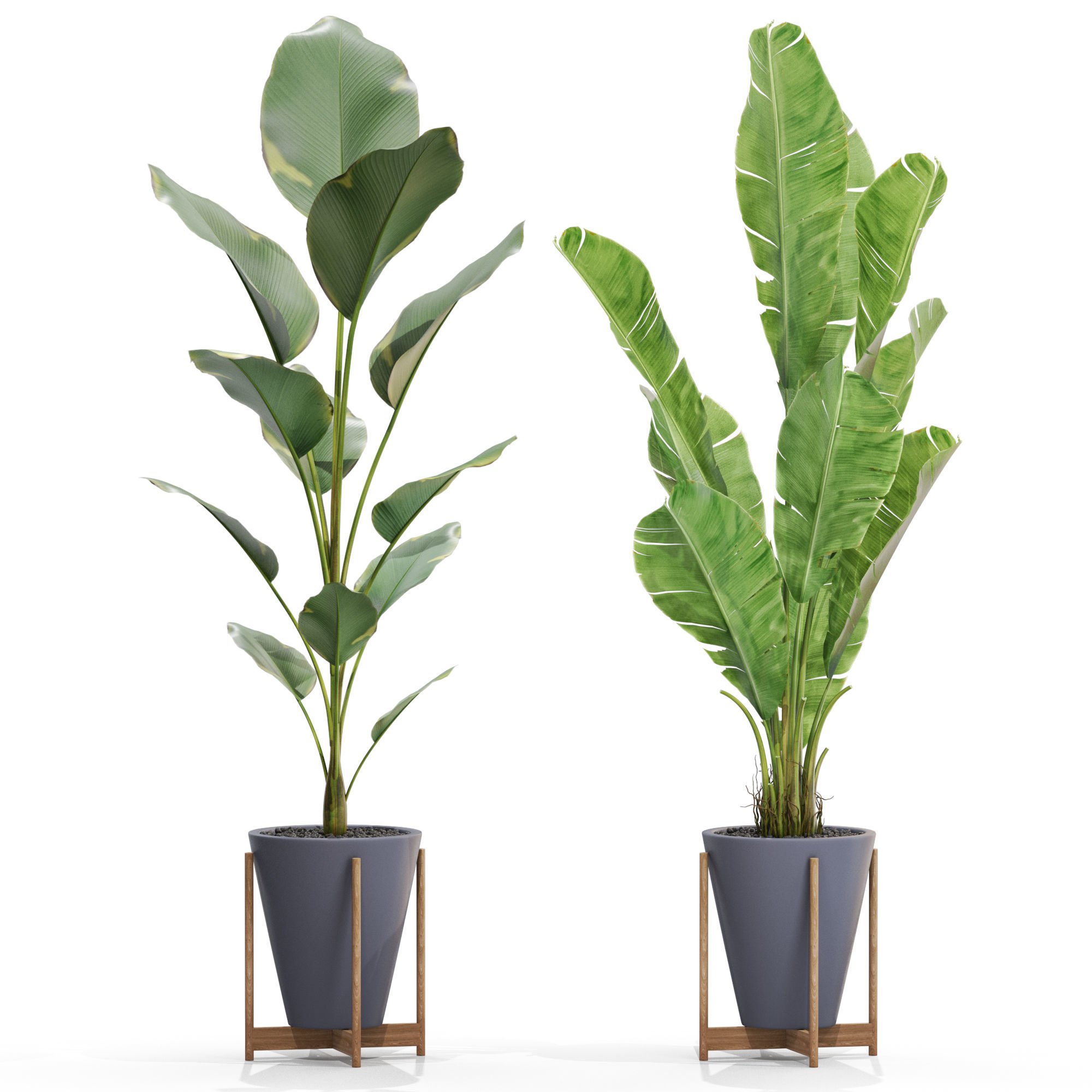 Plants collection 717 3D model_2