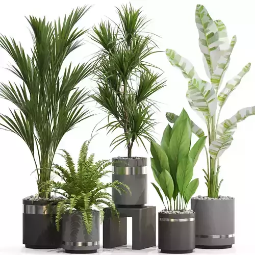 Plants collection 718 3D model
