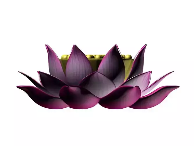 Lotus flower 3d model