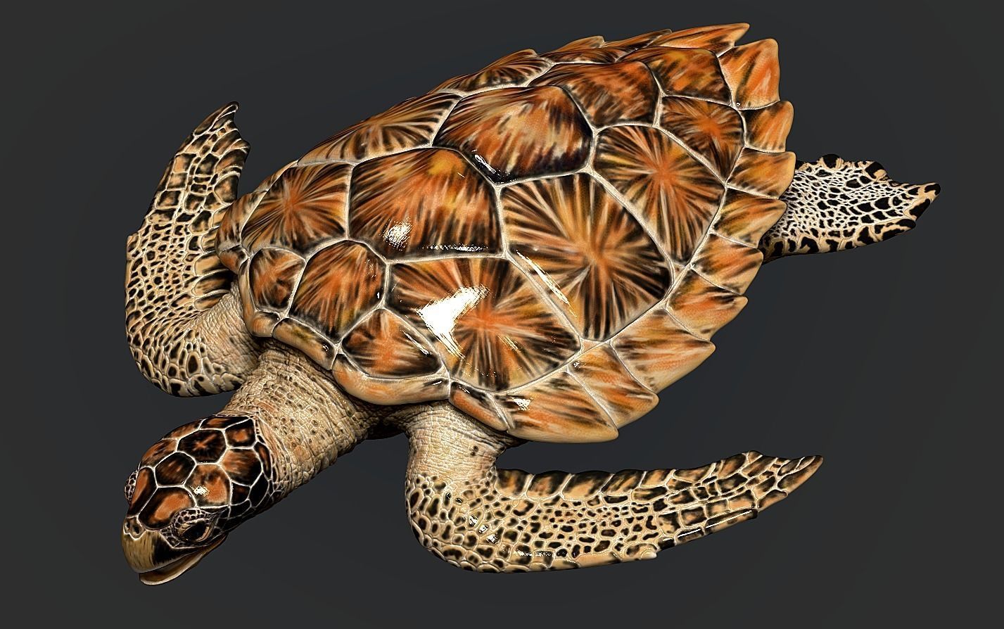 Hawksbill Sea Turtle 3D model_13