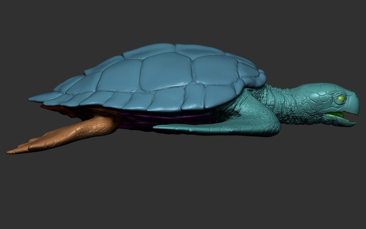 Hawksbill Sea Turtle 3D model_23