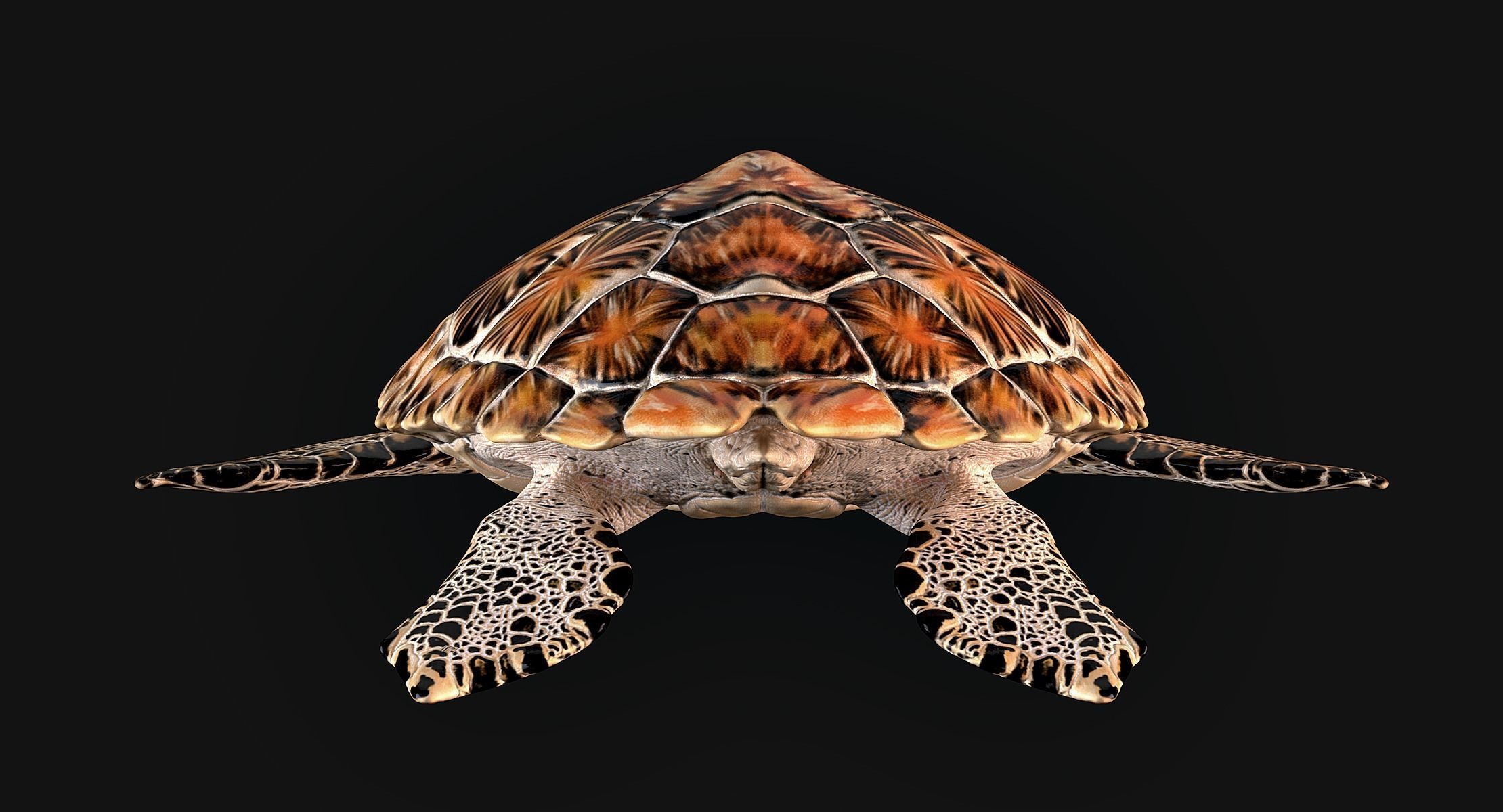 Hawksbill Sea Turtle 3D model_5