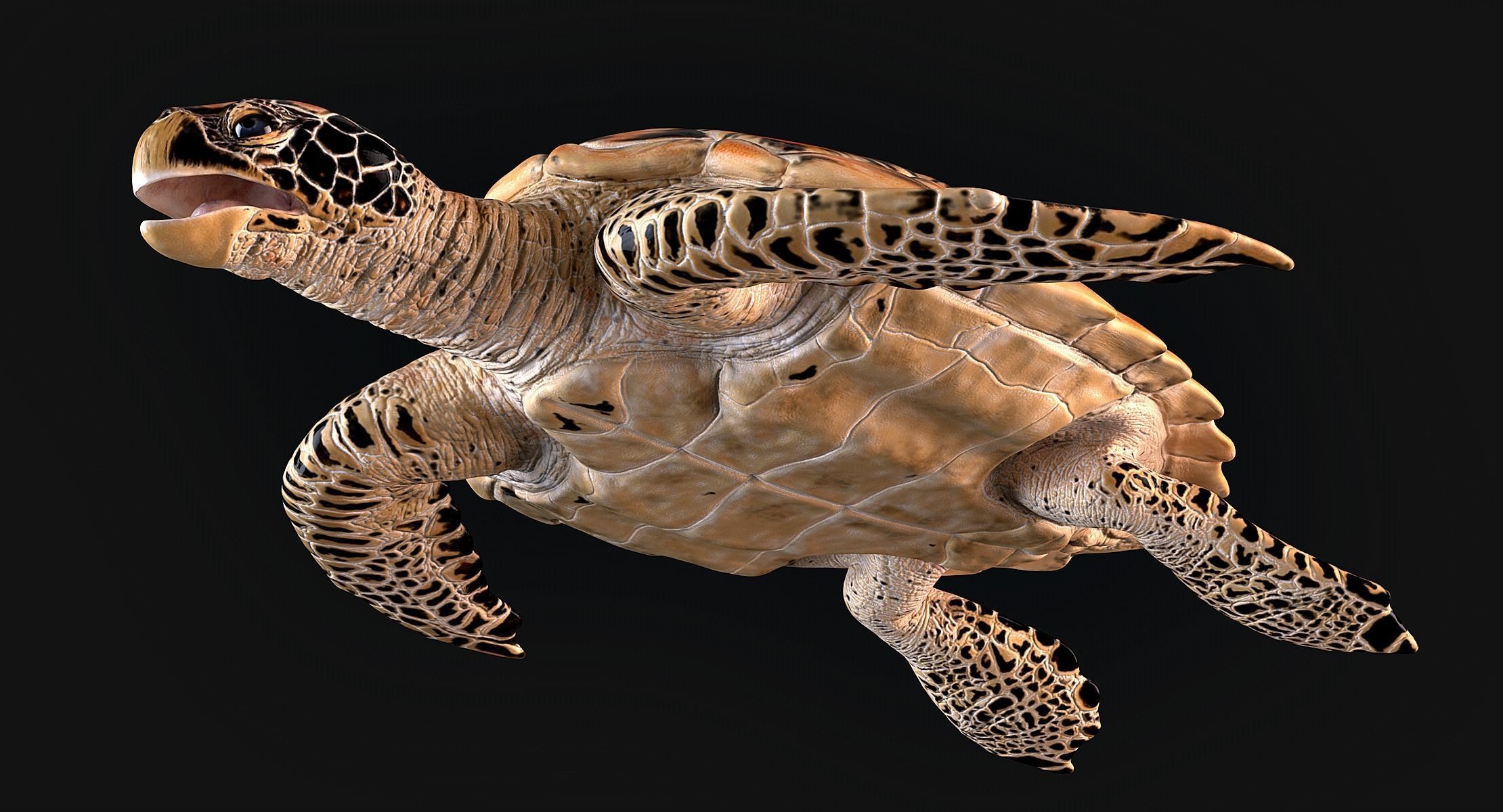 Hawksbill Sea Turtle 3D model_10