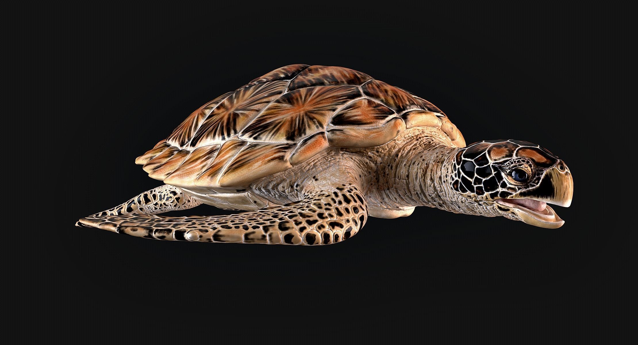 Hawksbill Sea Turtle 3D model_2