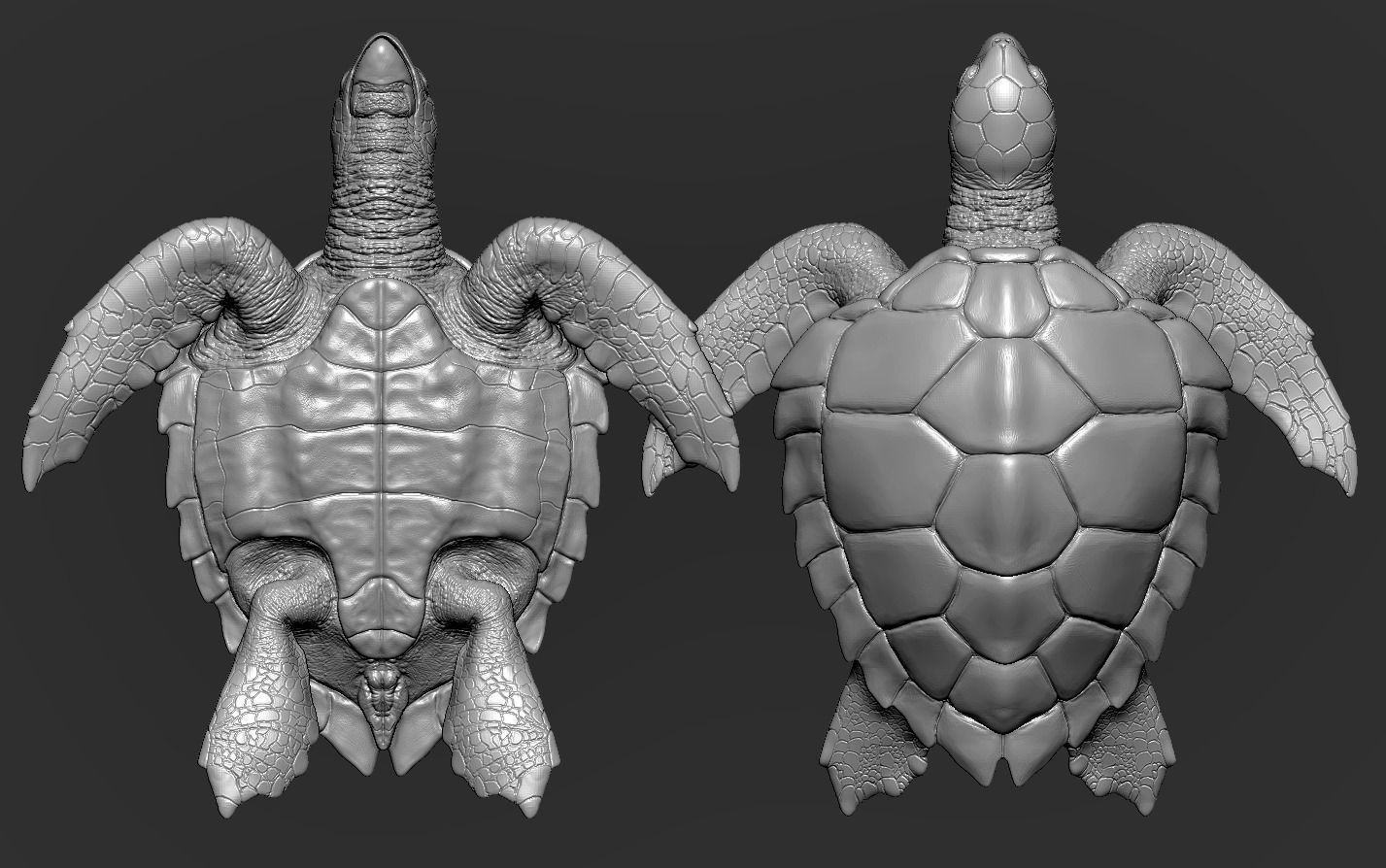 Hawksbill Sea Turtle 3D model_28