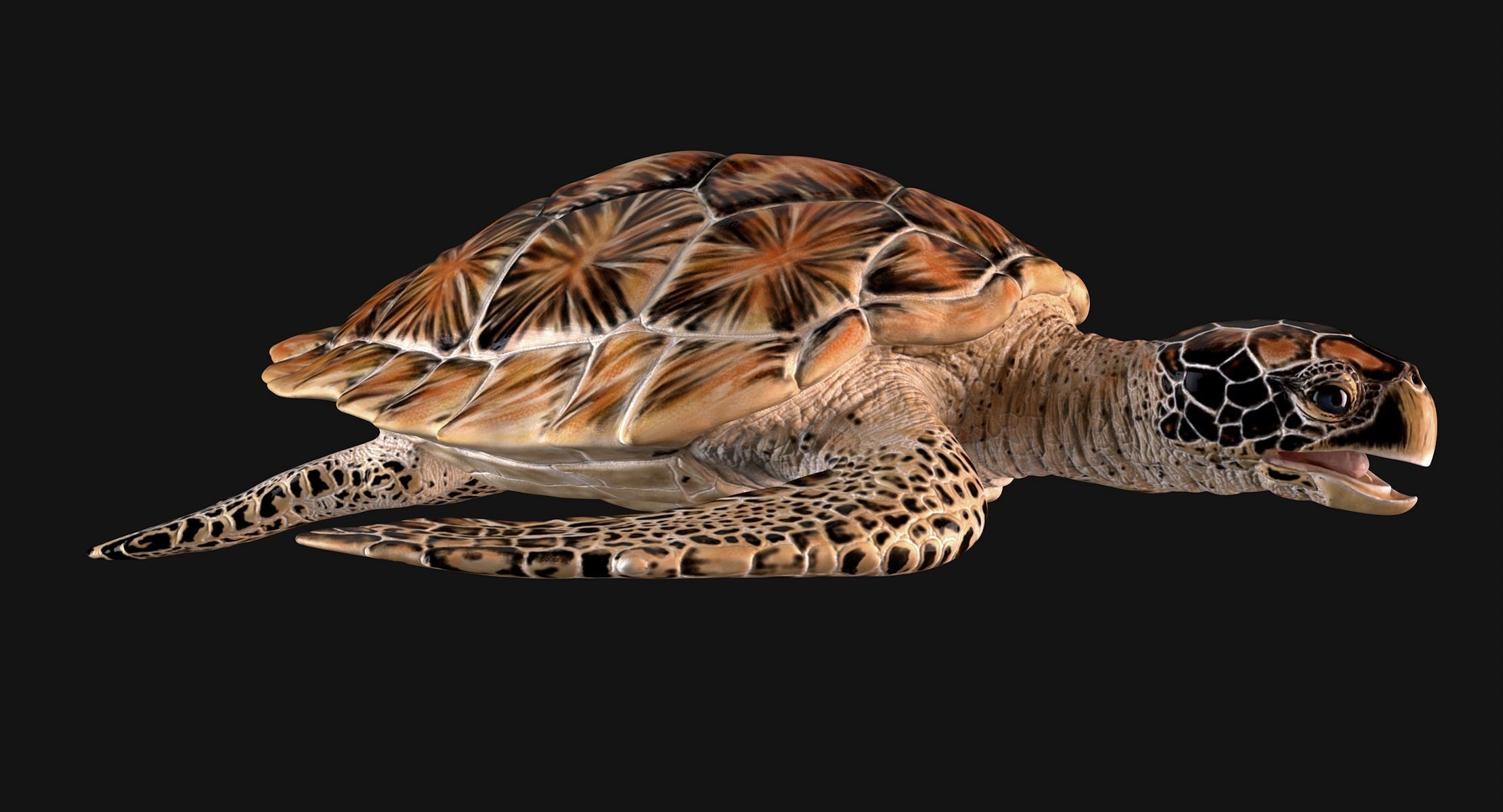Hawksbill Sea Turtle 3D model_1