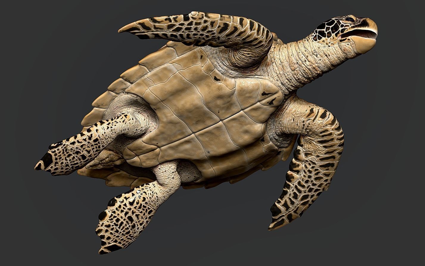 Hawksbill Sea Turtle 3D model_14