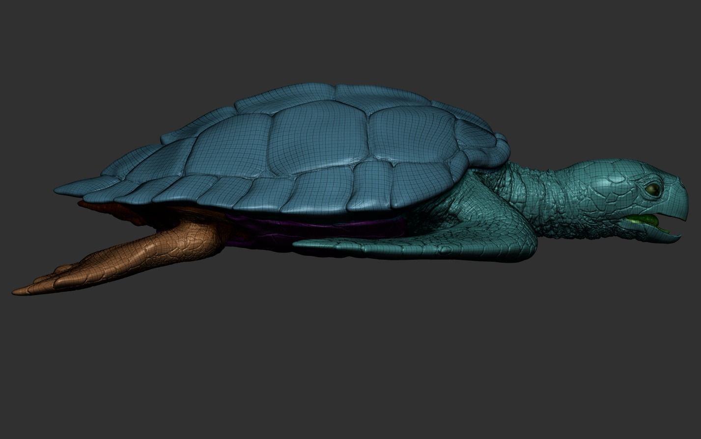 Hawksbill Sea Turtle 3D model_21