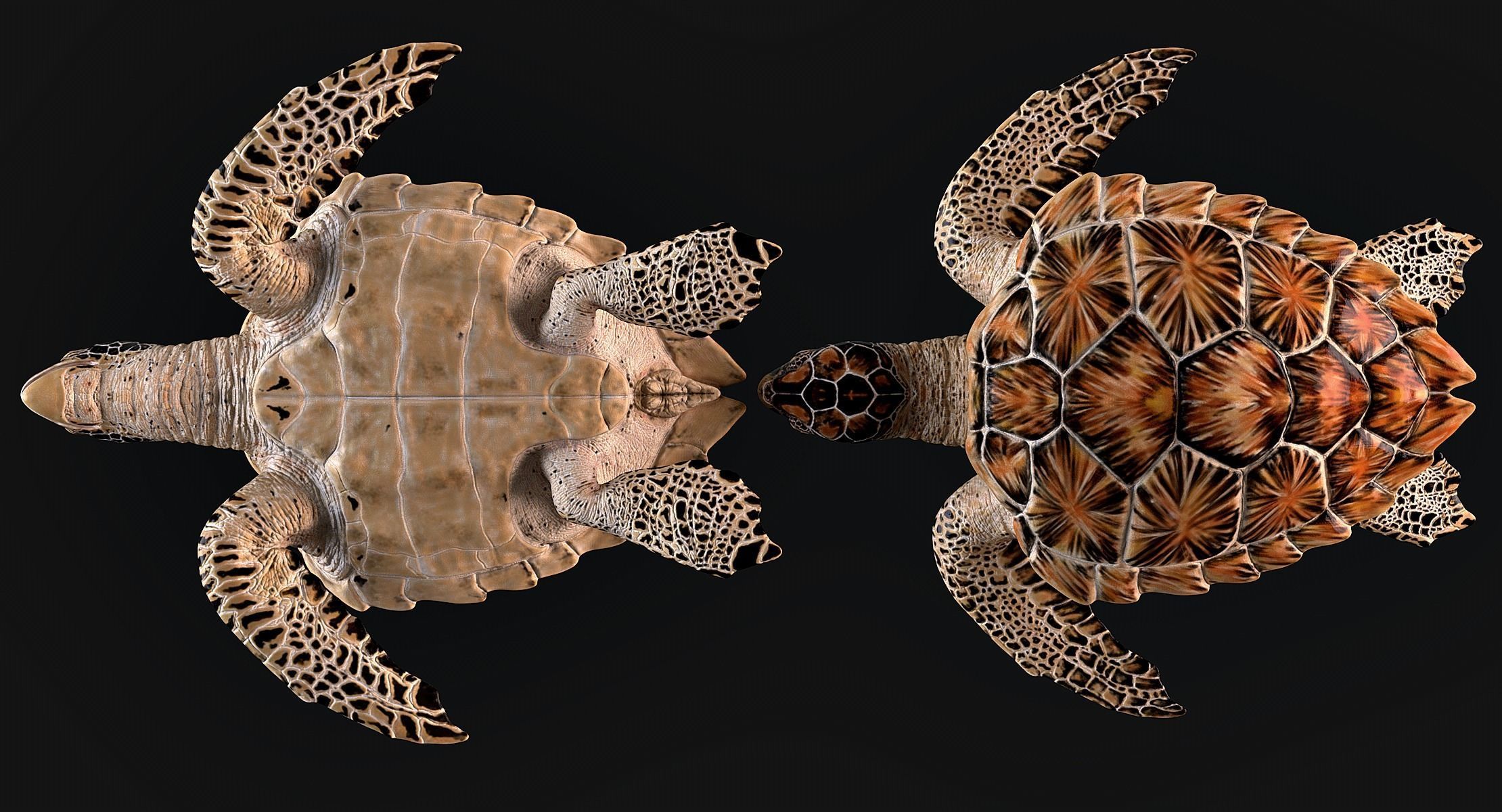 Hawksbill Sea Turtle 3D model_12