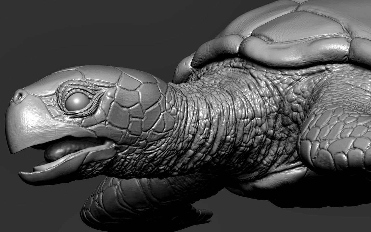 Hawksbill Sea Turtle 3D model_26