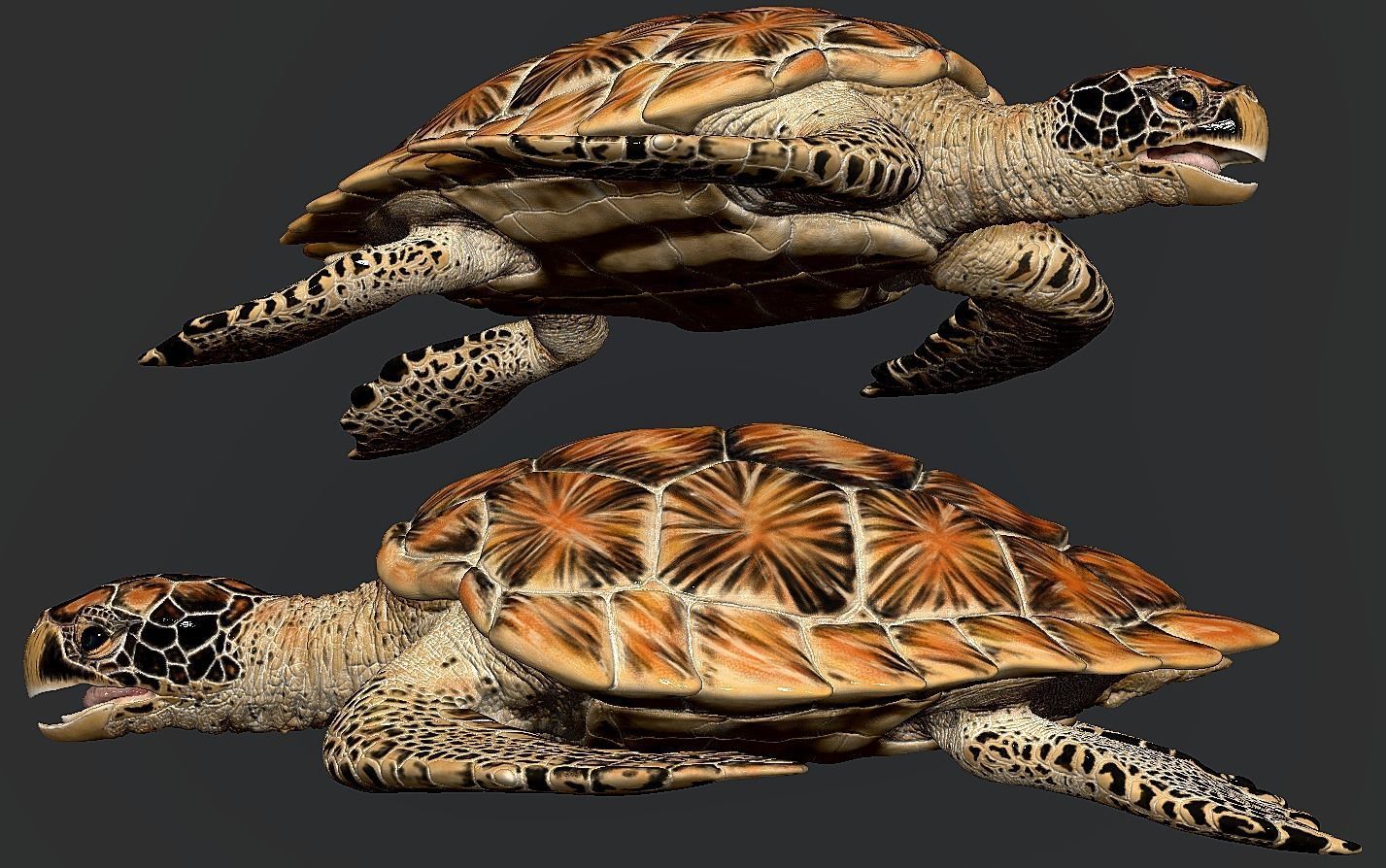 Hawksbill Sea Turtle 3D model_18