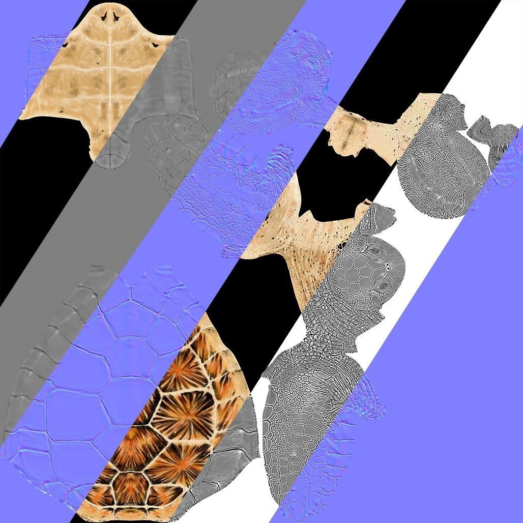 Hawksbill Sea Turtle 3D model_29