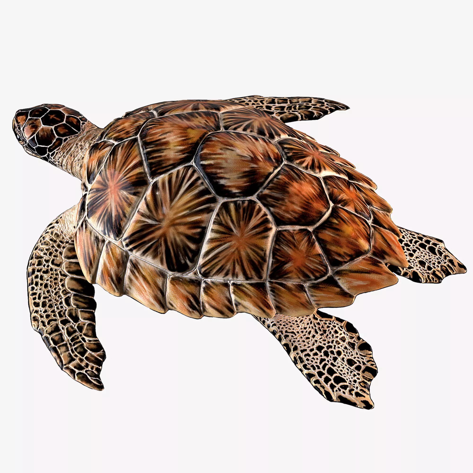 Hawksbill Sea Turtle 3D model_0