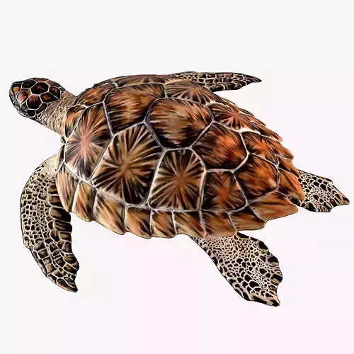 Hawksbill Sea Turtle 3D model