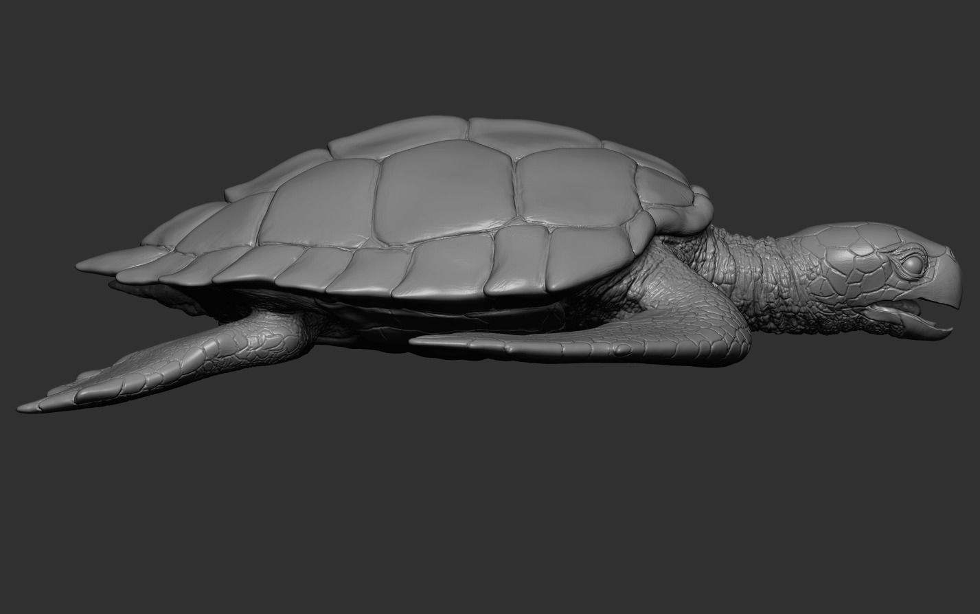 Hawksbill Sea Turtle 3D model_20