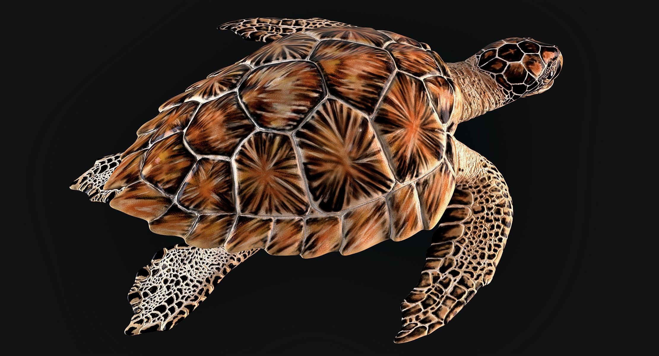 Hawksbill Sea Turtle 3D model_11