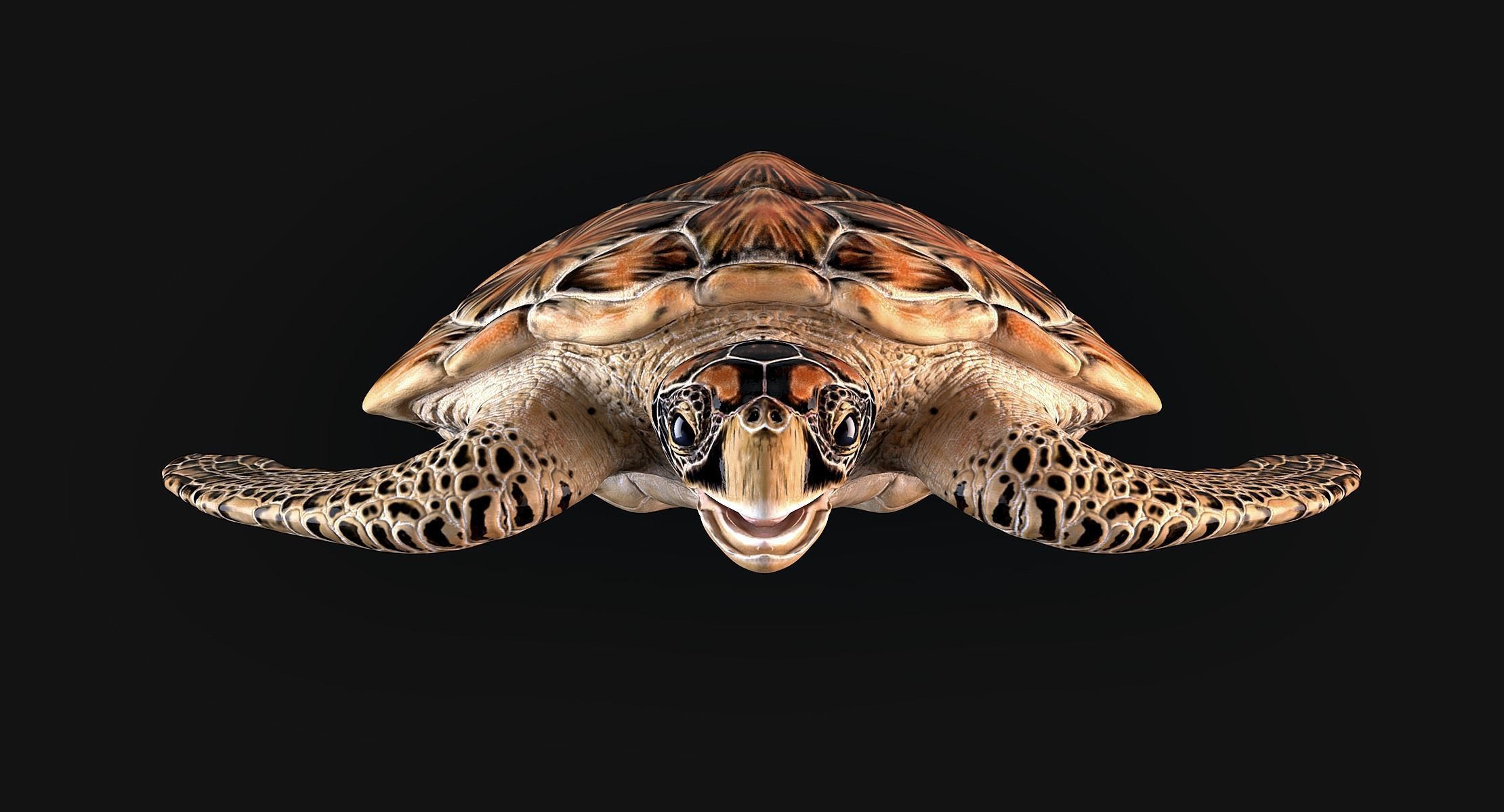 Hawksbill Sea Turtle 3D model_9