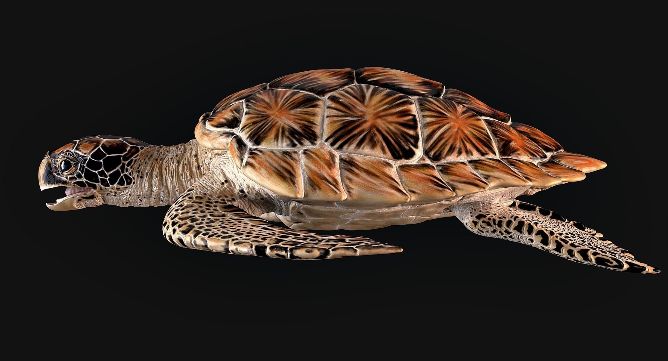 Hawksbill Sea Turtle 3D model_7