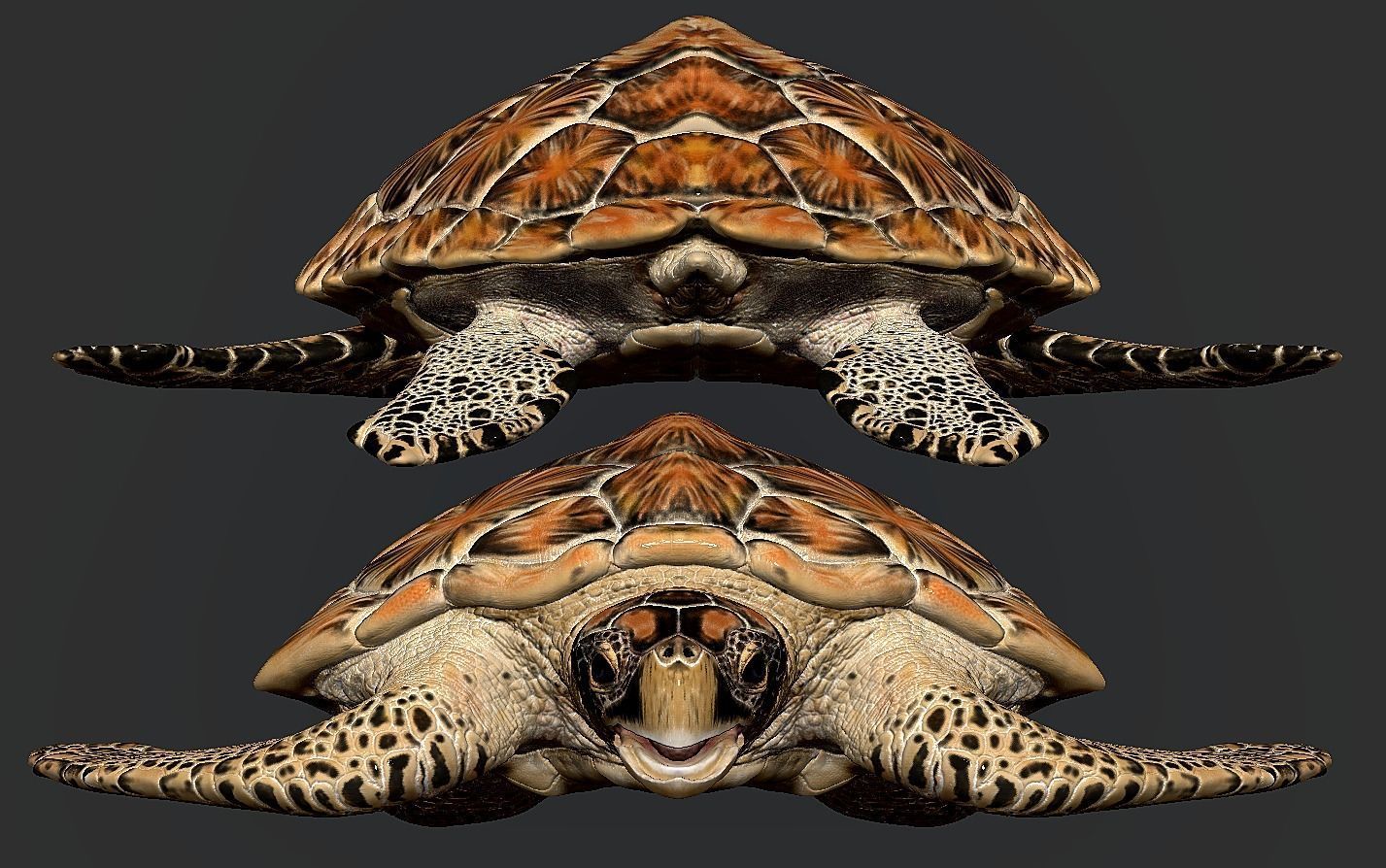 Hawksbill Sea Turtle 3D model_19