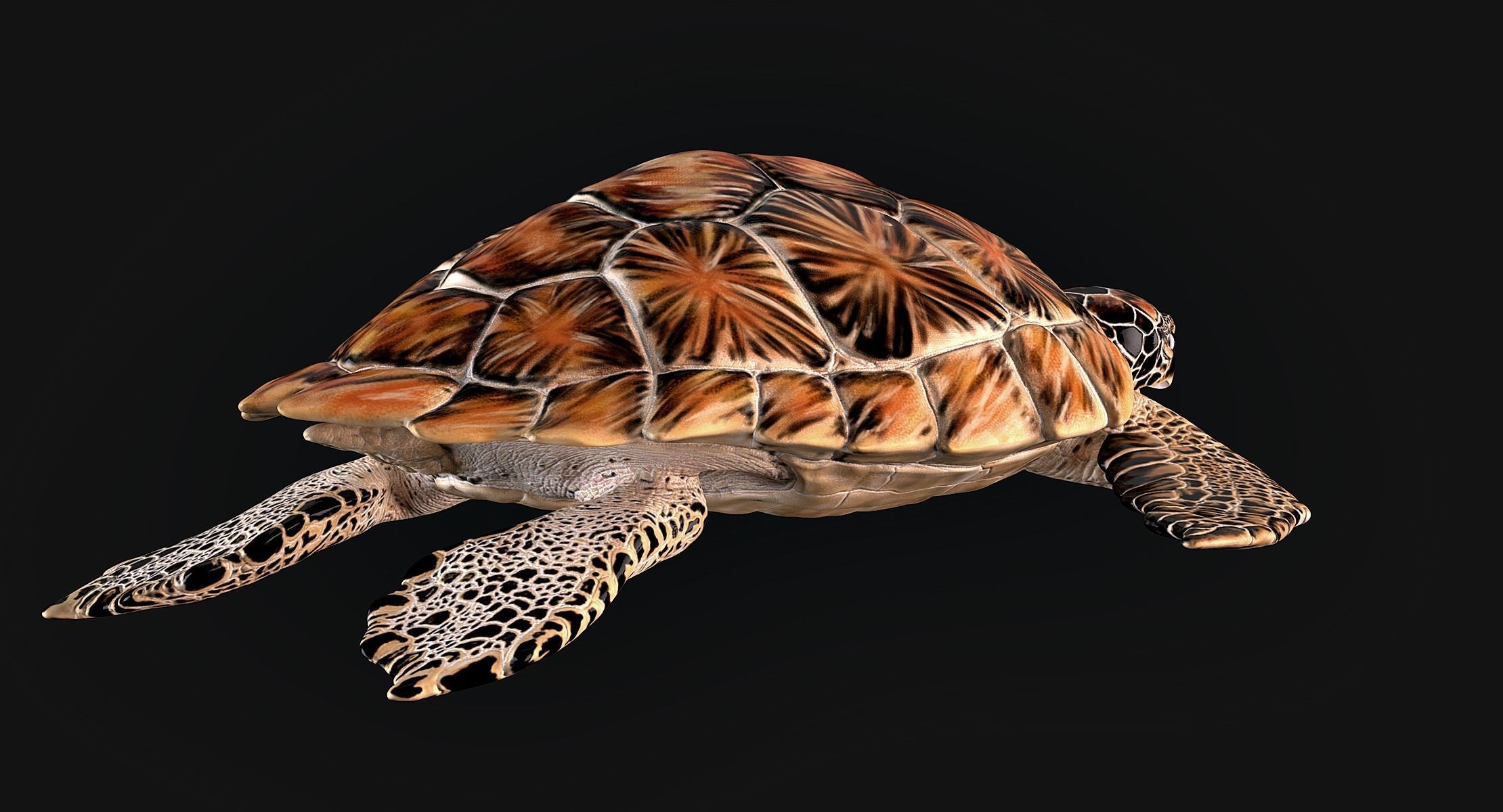 Hawksbill Sea Turtle 3D model_4