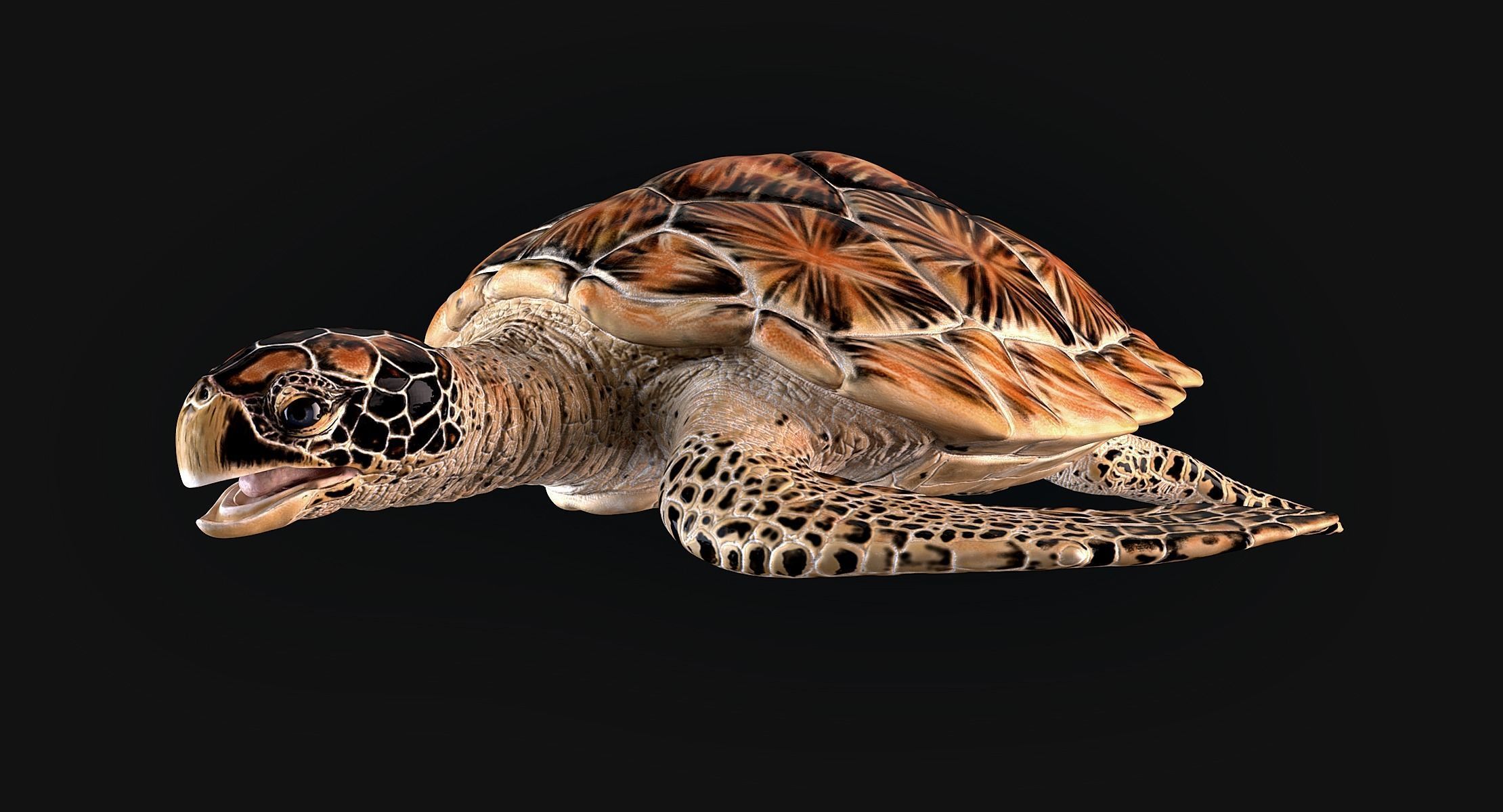 Hawksbill Sea Turtle 3D model_8